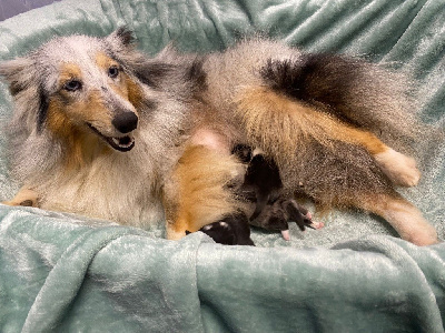 Les chiots de Shetland Sheepdog