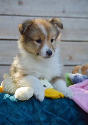 Les chiots de Shetland Sheepdog