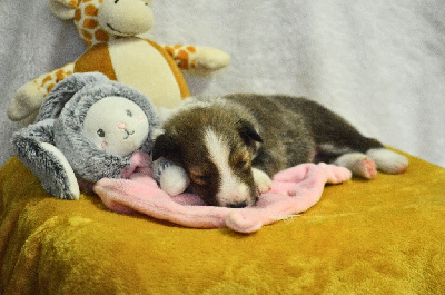 Les chiots de Shetland Sheepdog