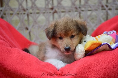 Les chiots de Shetland Sheepdog