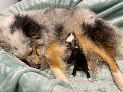 Les chiots de Shetland Sheepdog