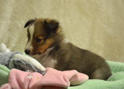 Les chiots de Shetland Sheepdog