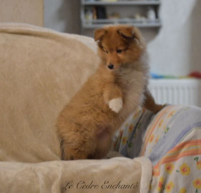 Les chiots de Shetland Sheepdog