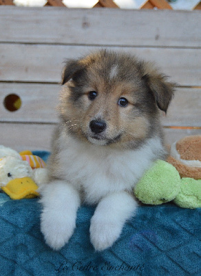 Les chiots de Shetland Sheepdog