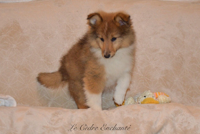 Les chiots de Shetland Sheepdog