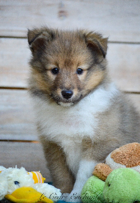 Les chiots de Shetland Sheepdog