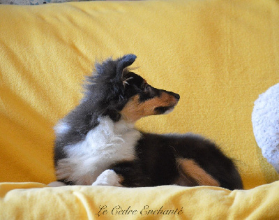 Les chiots de Shetland Sheepdog