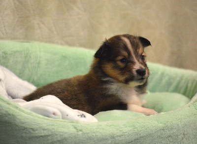 Les chiots de Shetland Sheepdog