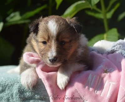 Les chiots de Shetland Sheepdog