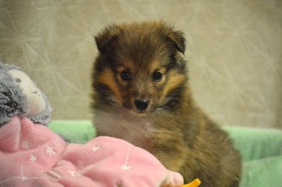 Les chiots de Shetland Sheepdog