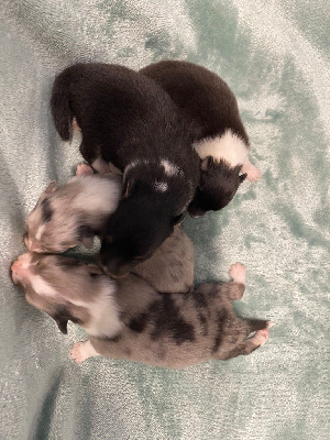 Les chiots de Shetland Sheepdog