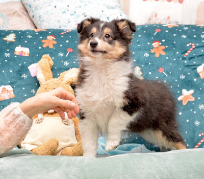 Les chiots de Shetland Sheepdog