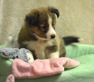 Les chiots de Shetland Sheepdog