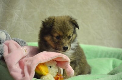 Les chiots de Shetland Sheepdog