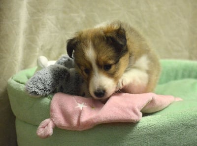 Les chiots de Shetland Sheepdog