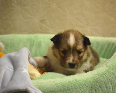 Les chiots de Shetland Sheepdog