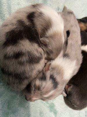 Les chiots de Shetland Sheepdog