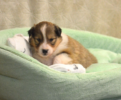 Les chiots de Shetland Sheepdog