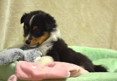 Les chiots de Shetland Sheepdog