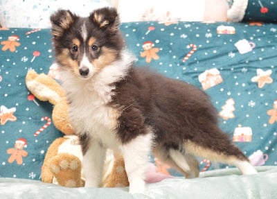 Les chiots de Shetland Sheepdog