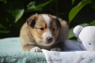 Les chiots de Shetland Sheepdog