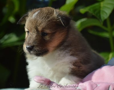 Les chiots de Shetland Sheepdog