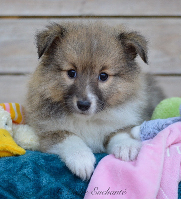 Les chiots de Shetland Sheepdog