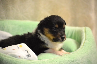 Les chiots de Shetland Sheepdog