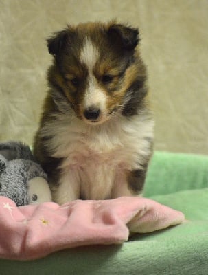 Les chiots de Shetland Sheepdog