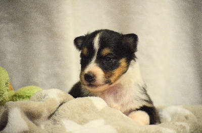 Les chiots de Shetland Sheepdog