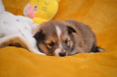 Velib gold du Cèdre Enchanté - Shetland Sheepdog