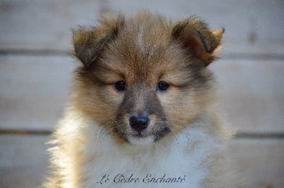 Les chiots de Shetland Sheepdog