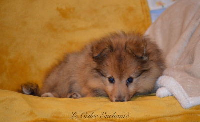 Les chiots de Shetland Sheepdog