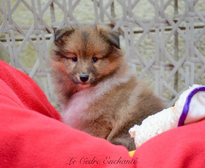 Les chiots de Shetland Sheepdog