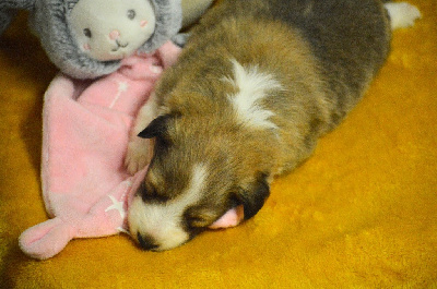 Les chiots de Shetland Sheepdog