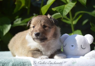 Les chiots de Shetland Sheepdog