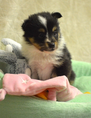 Les chiots de Shetland Sheepdog