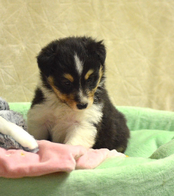 Les chiots de Shetland Sheepdog