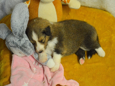 Les chiots de Shetland Sheepdog