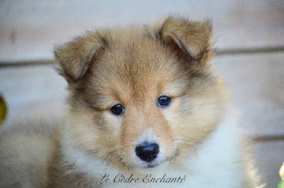 Les chiots de Shetland Sheepdog