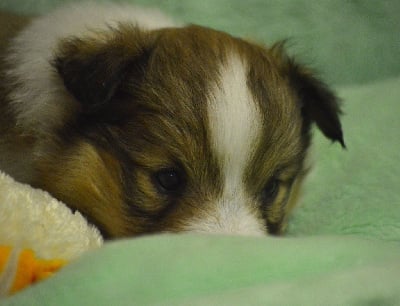 Les chiots de Shetland Sheepdog