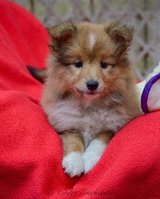 Les chiots de Shetland Sheepdog