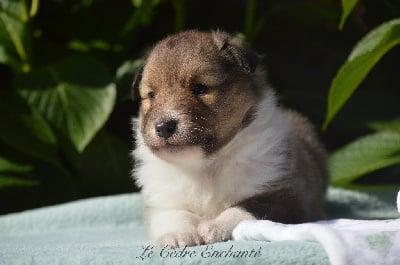 Versailles d'or du Cèdre Enchanté - Shetland Sheepdog