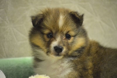 Les chiots de Shetland Sheepdog