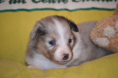 Les chiots de Shetland Sheepdog