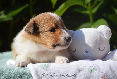 Les chiots de Shetland Sheepdog