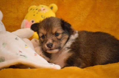 Les chiots de Shetland Sheepdog