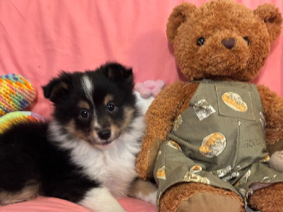 Les chiots de Shetland Sheepdog