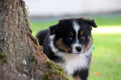 Les chiots de Berger Australien