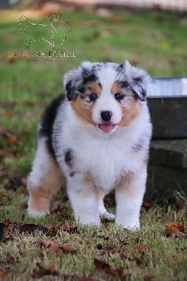 Les chiots de Berger Australien